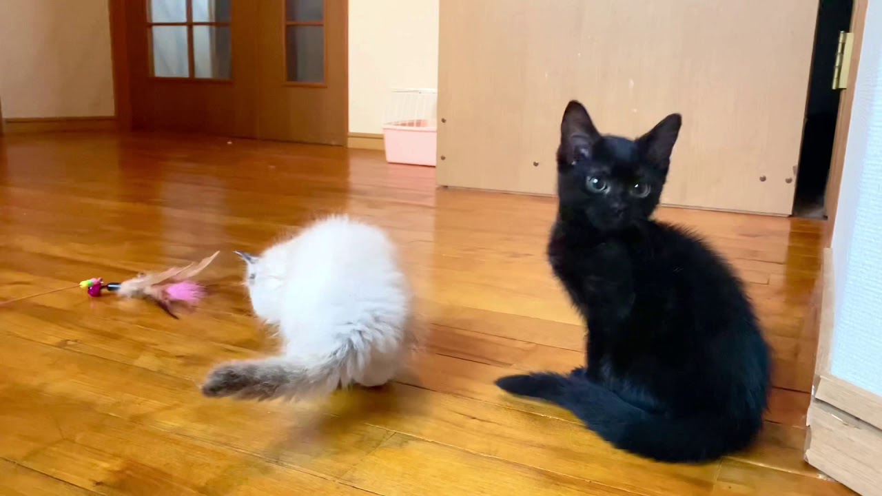 【ナナハチ’s ROOM】ボンベイの男の子　20201031