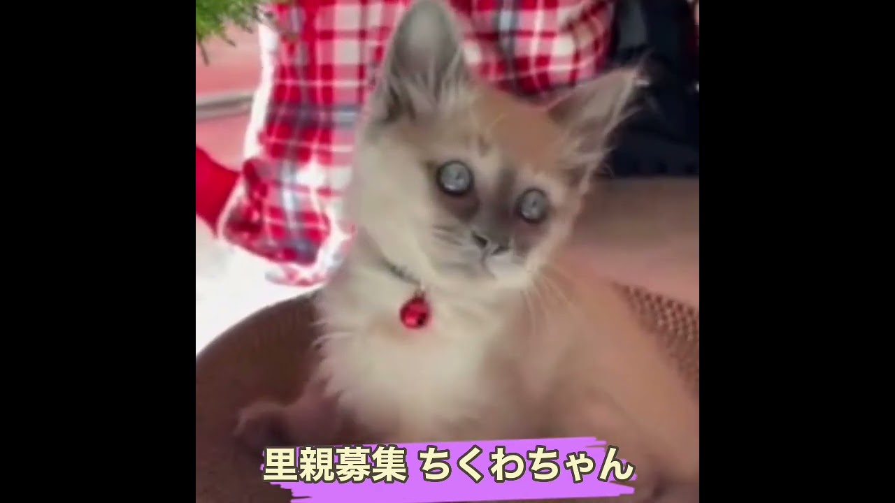 里親募集 シャムmix系ちくわちゃん