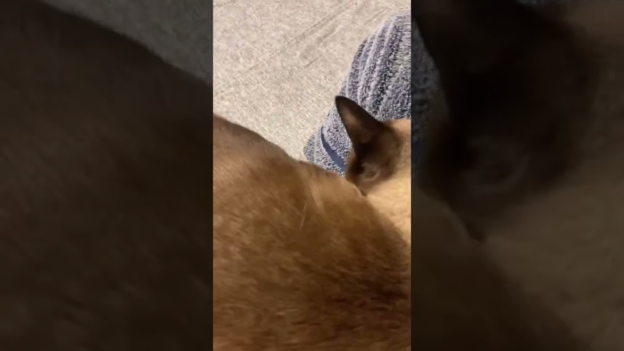 甘えん坊シャム猫