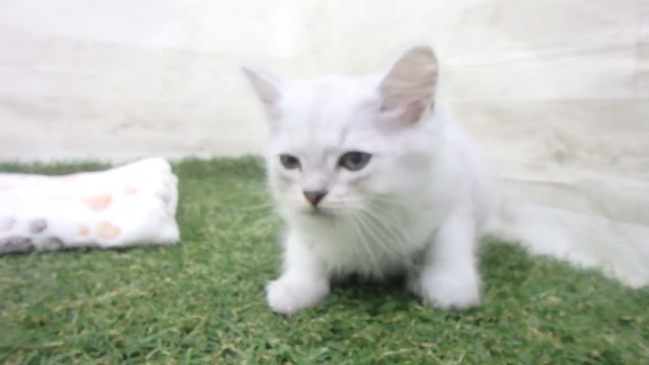 00601717 ラガマフィン