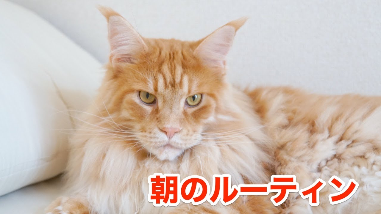 飼いねこのルーティン【大きい猫 メインクーン】
