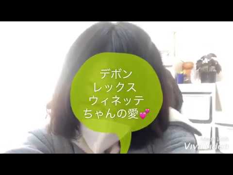【デボンレックスの性格】ウィネッテちゃんは密着好き