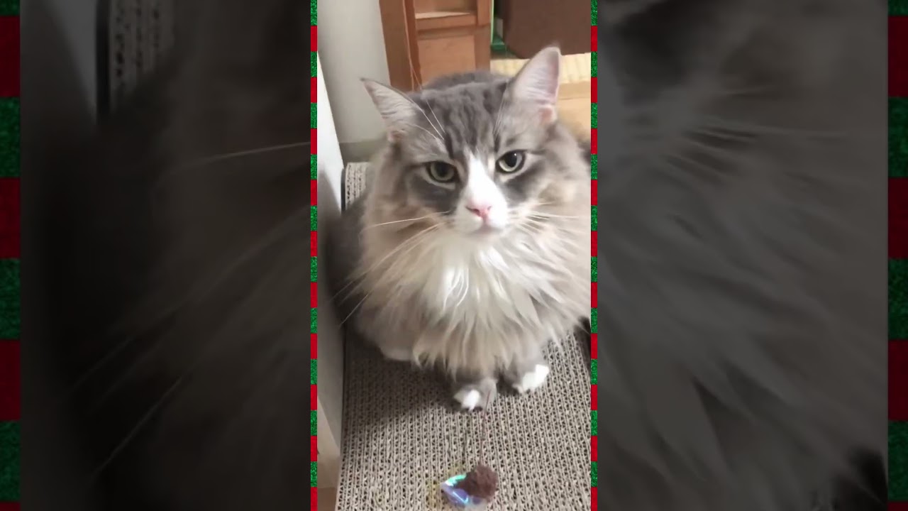 クリスマス！ #shorts #猫動画 #ノルウェージャンフォレストキャット #アビシニアン #サイベリアン #cat