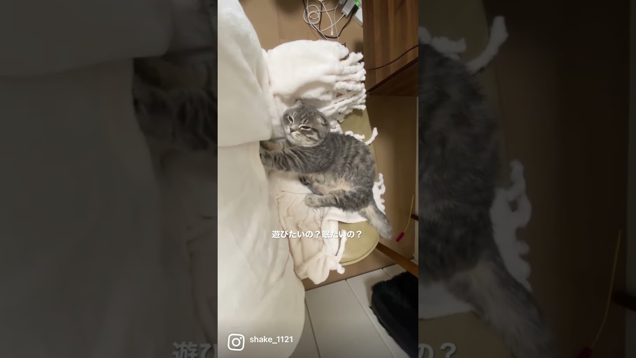 遊びたいけど眠たい猫がこちら   #マンチカン #短足マンチカン #Shorts