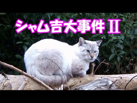 シャム吉、ハチワレ猫を襲う！　Siam Cat attacked the Mask and Mantle cat