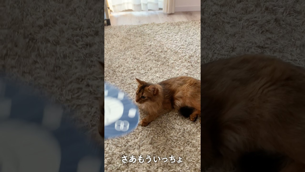 # 135　うちだけ？うちわで扇ぐと転がるソマリ