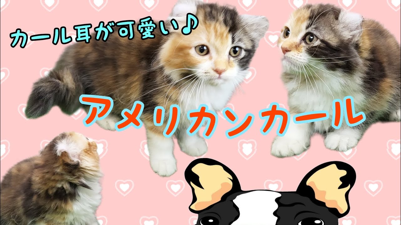 アメリカンカール・子猫【府中四谷店】