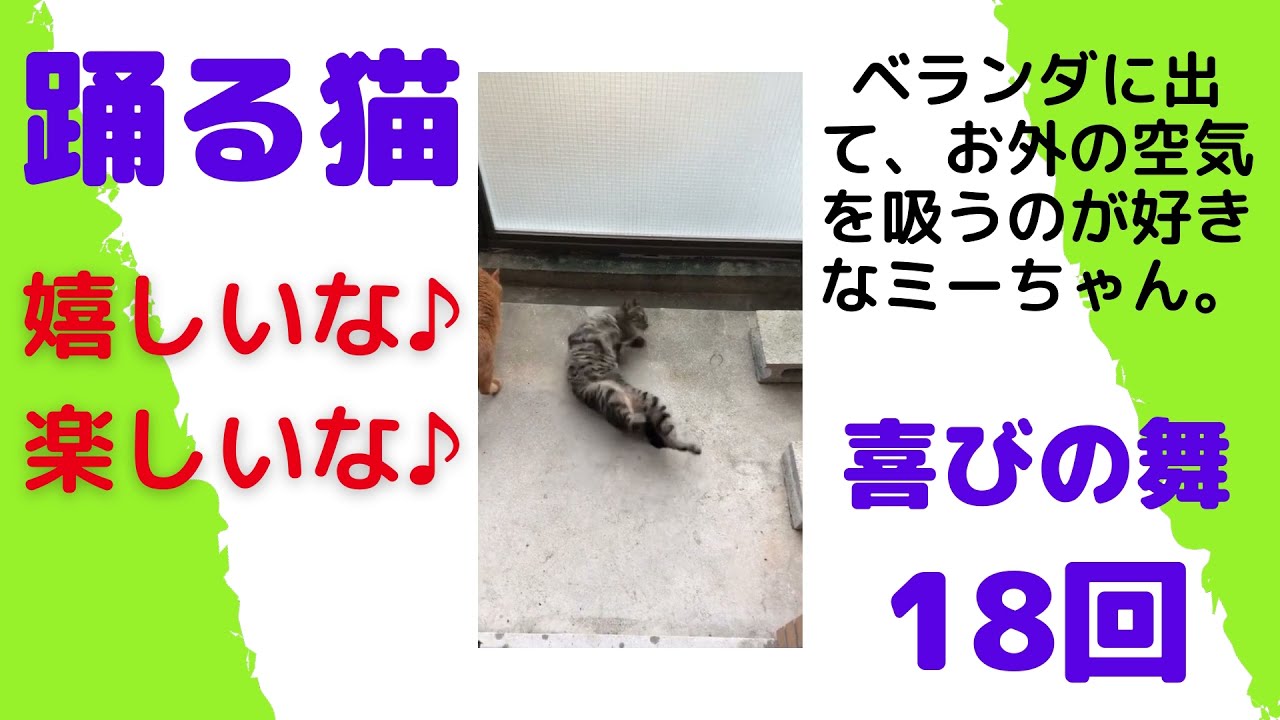 【日本猫の３ニャン】ミーちゃんの喜びの舞い。今回は18回も元気に踊ってくれました☆