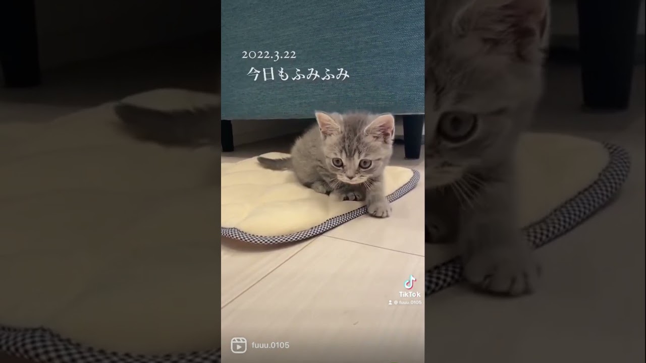 ふみふみネコ #こねこ #スコティッシュフォールド #ふみふみ