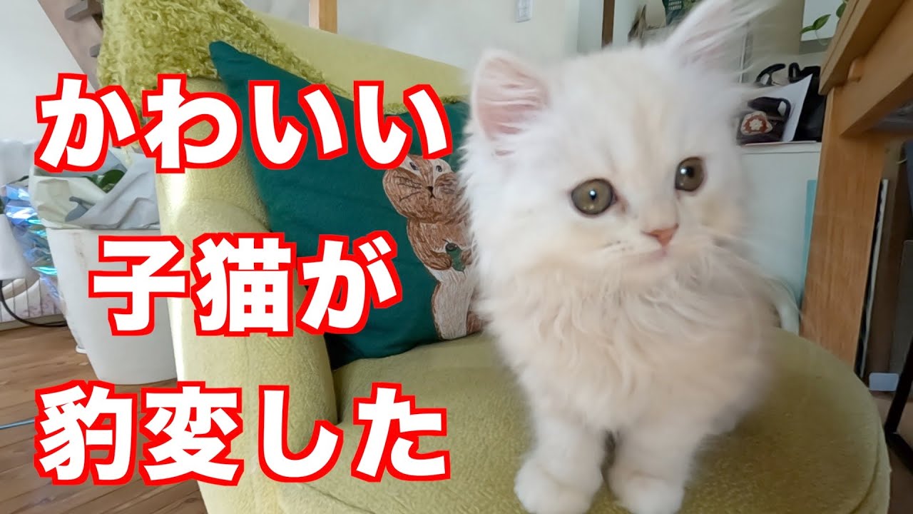 かわいい子猫が豹変しました。