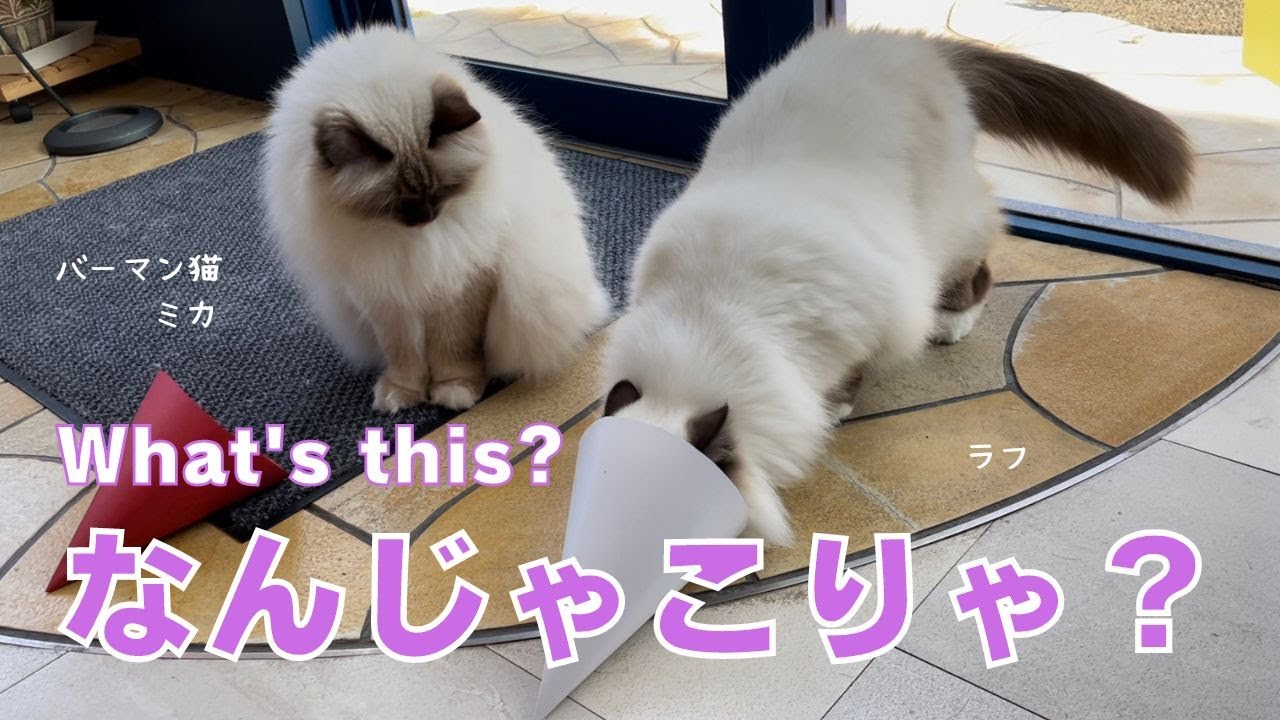 バーマン猫ミカとラフ【なんじゃこりゃ？】What's this?（バーマン猫）Birman/Cat