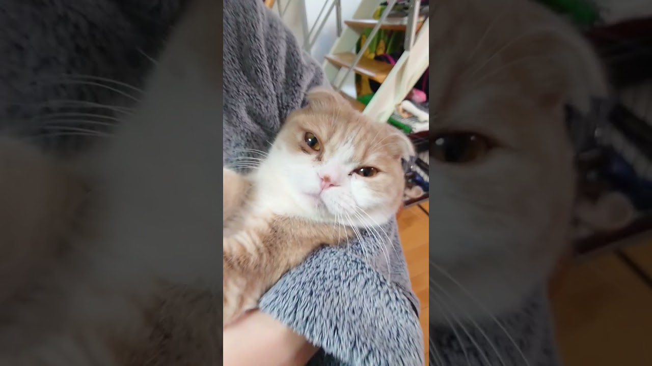 新年一発目赤ちゃん抱っこの猫ちゃん #スコティッシュフォールド #マンチカン短足 #猫