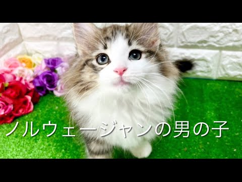 ノルウェージャンフォレストキャットの子猫　（中之島）