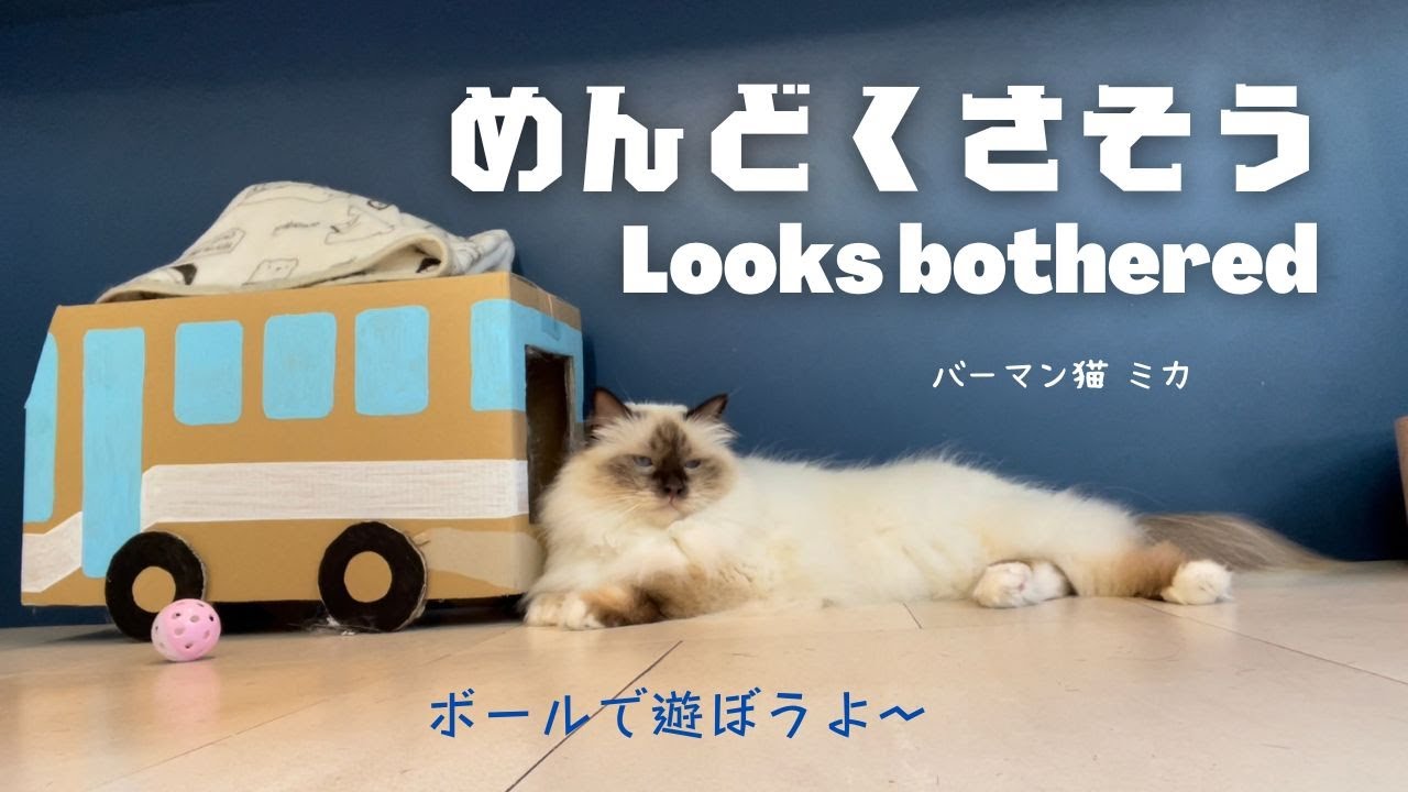 バーマン猫ミカとボールで遊ぼう【めんどくさそう】Looks bothered（バーマン猫）Birman/Cat