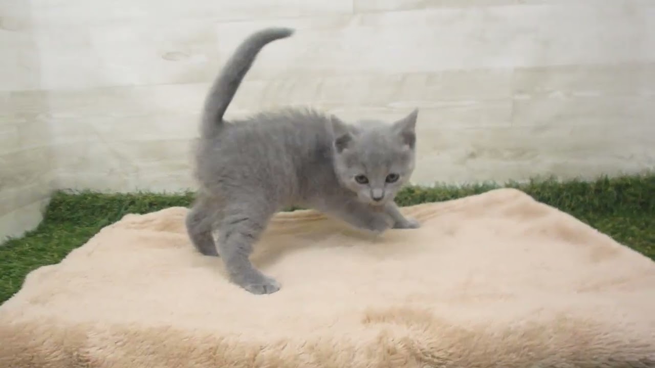 Coo&RIKU　No00585185 シャルトリュー