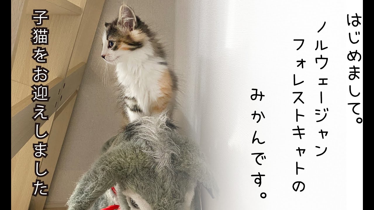 子猫をお迎えしました！【ノルウェージャンフォレストキャット】
