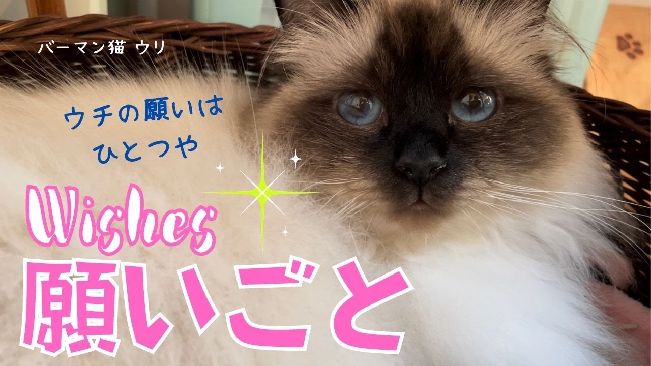 ウチの願いはひとつや【願いごと】Wishes（バーマン猫）Birman/Cat