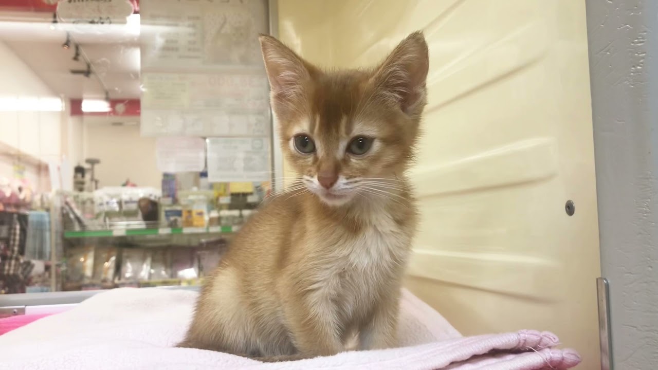 新潟市 ペットショップ 子犬子猫 アビシニアン
