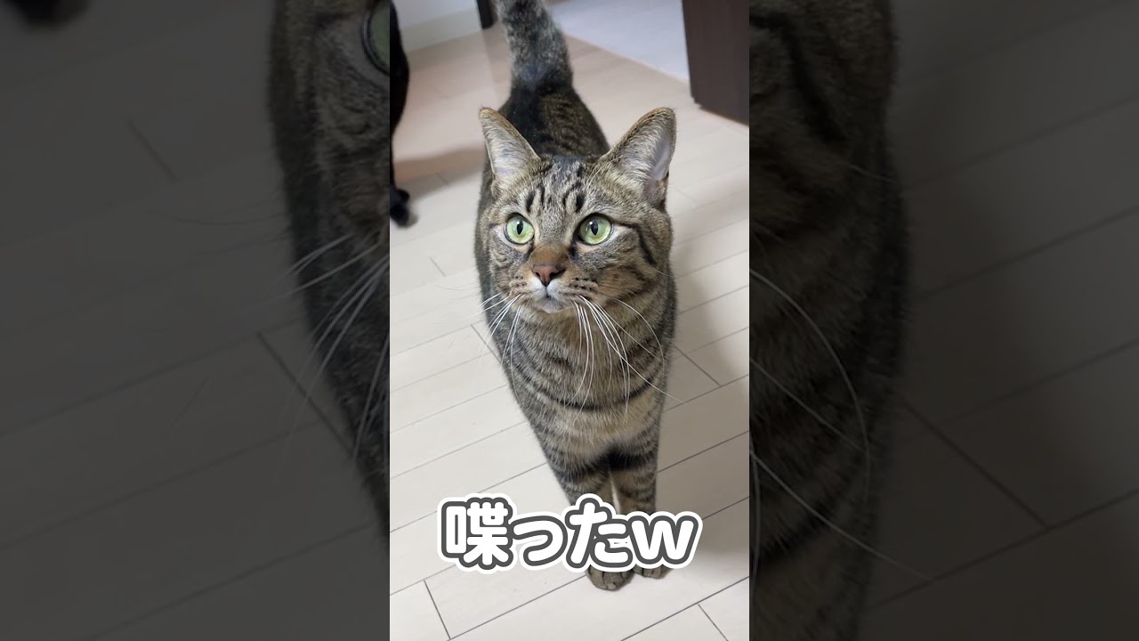 うちの猫が、ガチでしゃべった瞬間