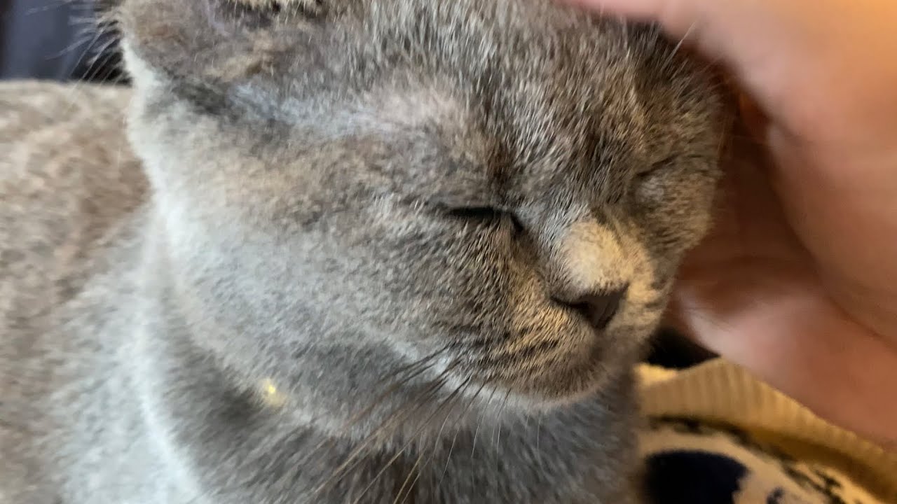 ゴロゴロ鳴らしながら甘える仔猫【ブリティッシュショートヘア】