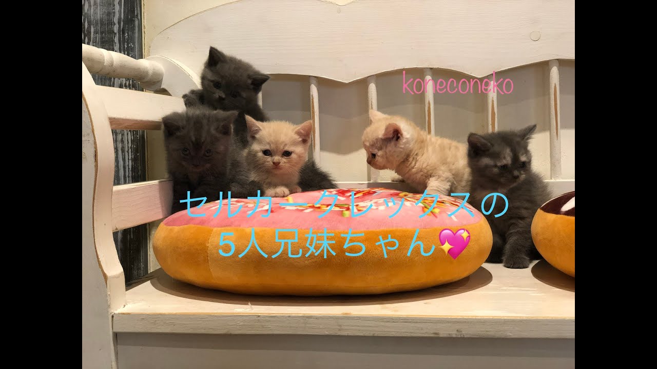 【セルカークレックス　子猫】セルカークレックスの5つ仔ちゃん🐱❤️