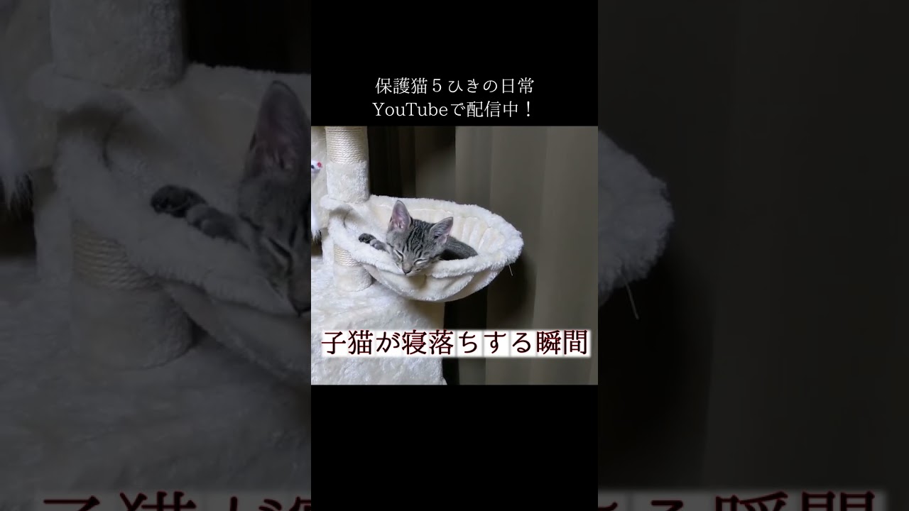 子猫が寝落ちする瞬間を捉えました！【保護猫】
