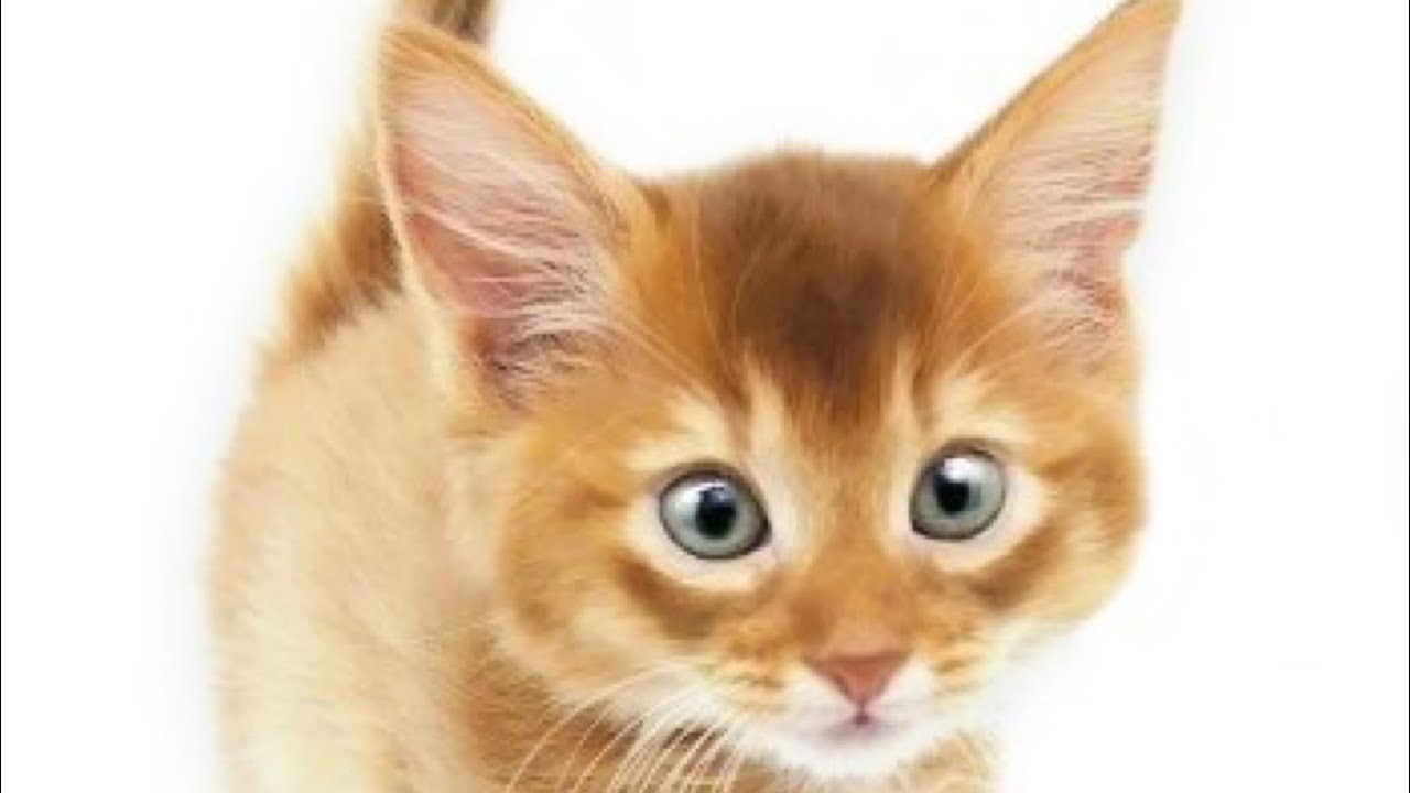 【ソマリ】おやすみなさい