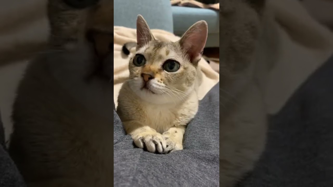 かき氷機みたいにキョロキョロするネコ シンガプーラ♀