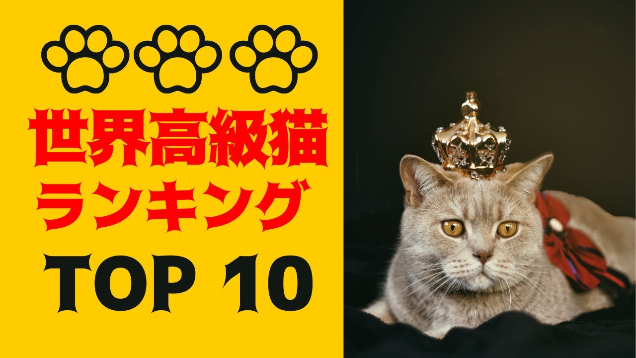 【猫ちゃん】高級猫ランキング#最高級猫#cat#ranking