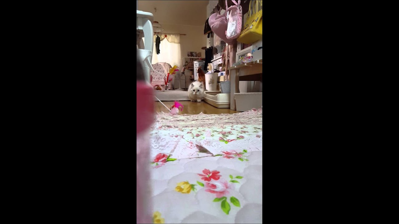 キンカロー♪ここたん　だるまさんがころんだ