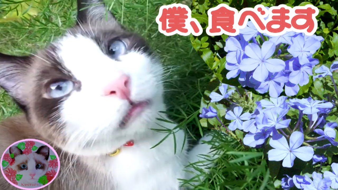 猫はルリマツリの花を食べていいの？ Can a cat eat plumbago?