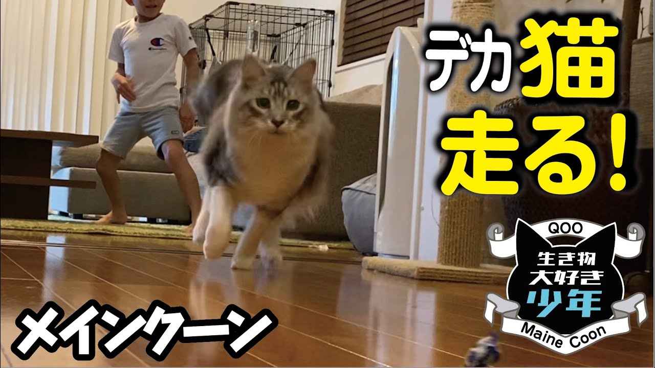【メインクーン】大型猫の本気走り！