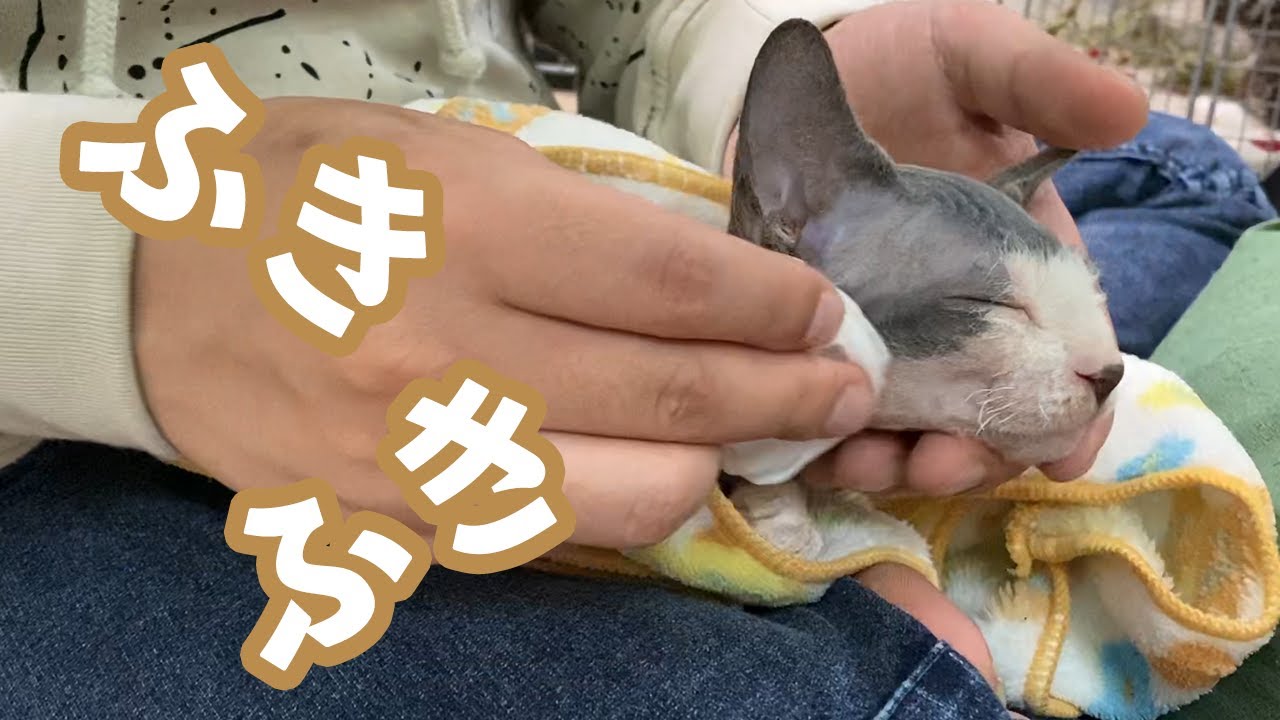 【第11話】スフィンクスは毛が無いから汚れがたまりやすい…拭き拭きくぅちゃん。エジプトもパズドラも関係ないよ！（笑）