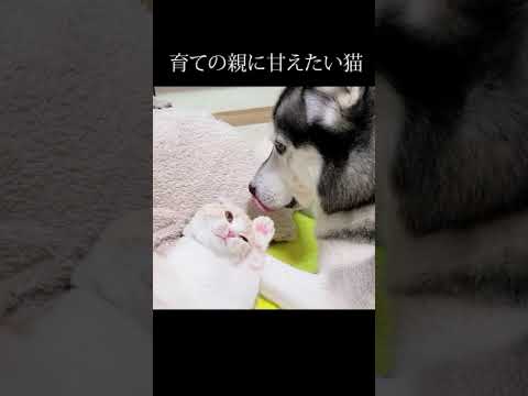夜中に育ての親ハスキー犬に甘える子猫...#shorts