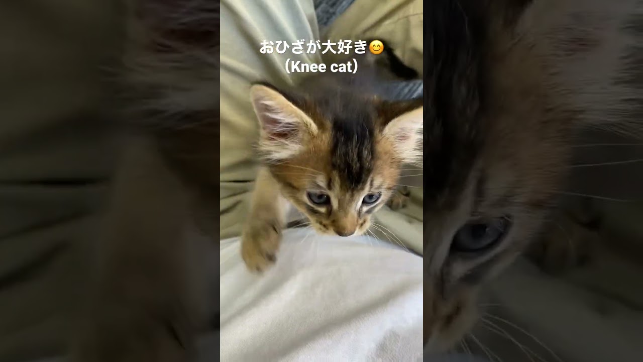 ひざねこ😊(Knee cat) #ソマリ #猫 #子猫 #ペット #癒し