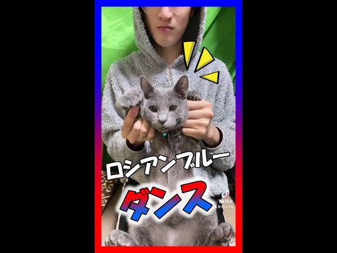 ロシアンブルー・ダンス #shorts