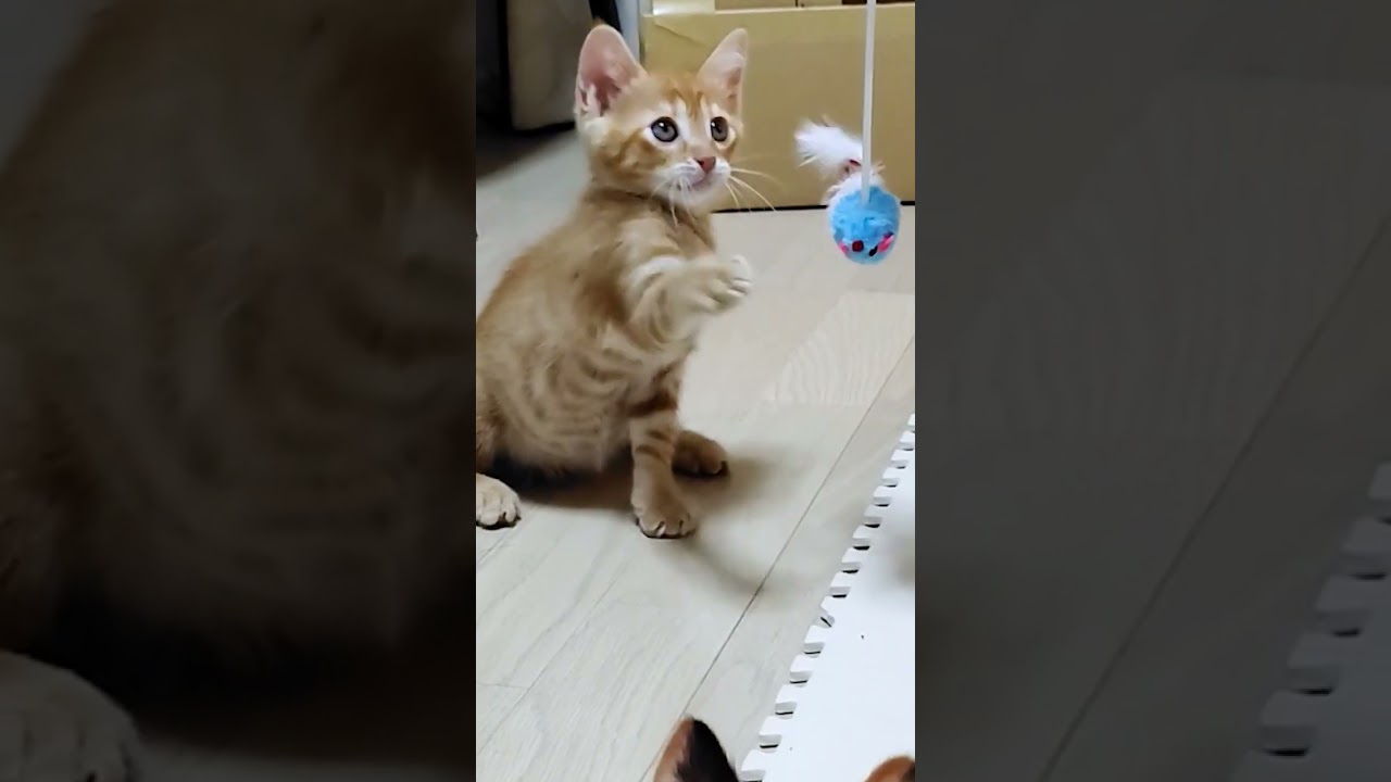 興奮してひとりでコケてしまう子猫★Kitten that got excited and mocked alone #shorts #short #子猫