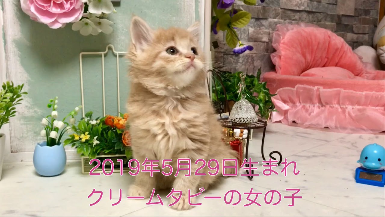 【ナナハチ’s ROOM】長足マンチカン☆ロングヘア   クリームタビーの女の子   20190715