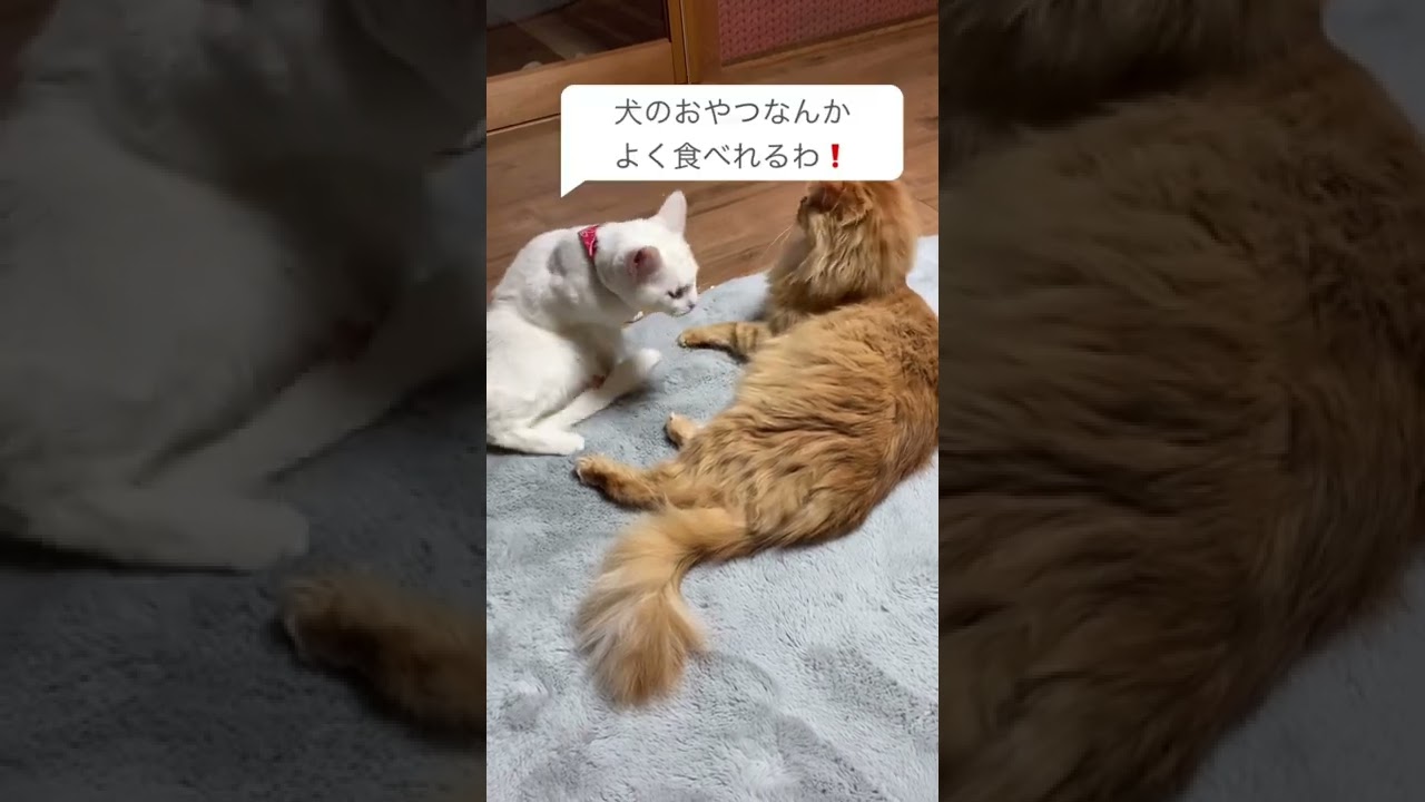 猫　メインクーン　チャチャとリリ　犬のおやつ