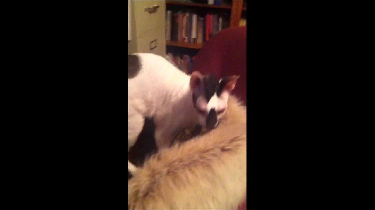 Houdini the Wonder Cat