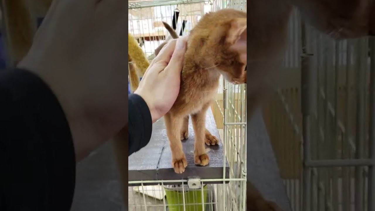 アビシニアンの女の子☆