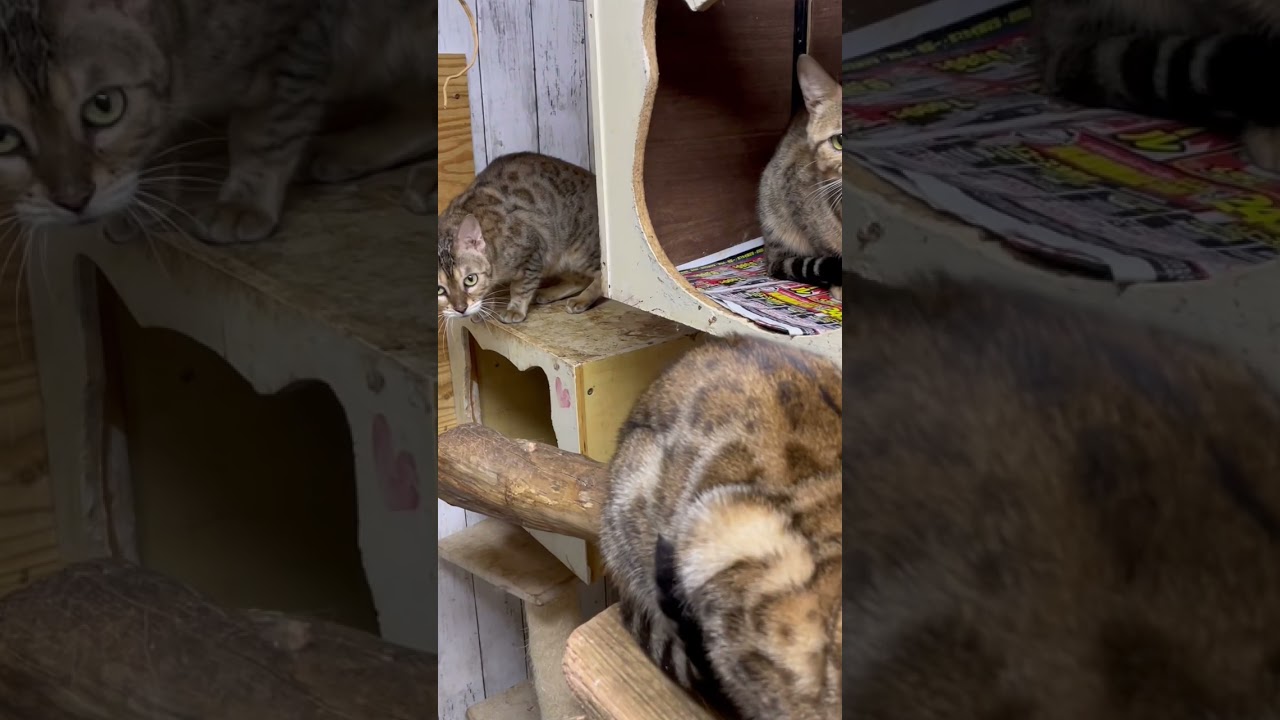 ベンガルキャット