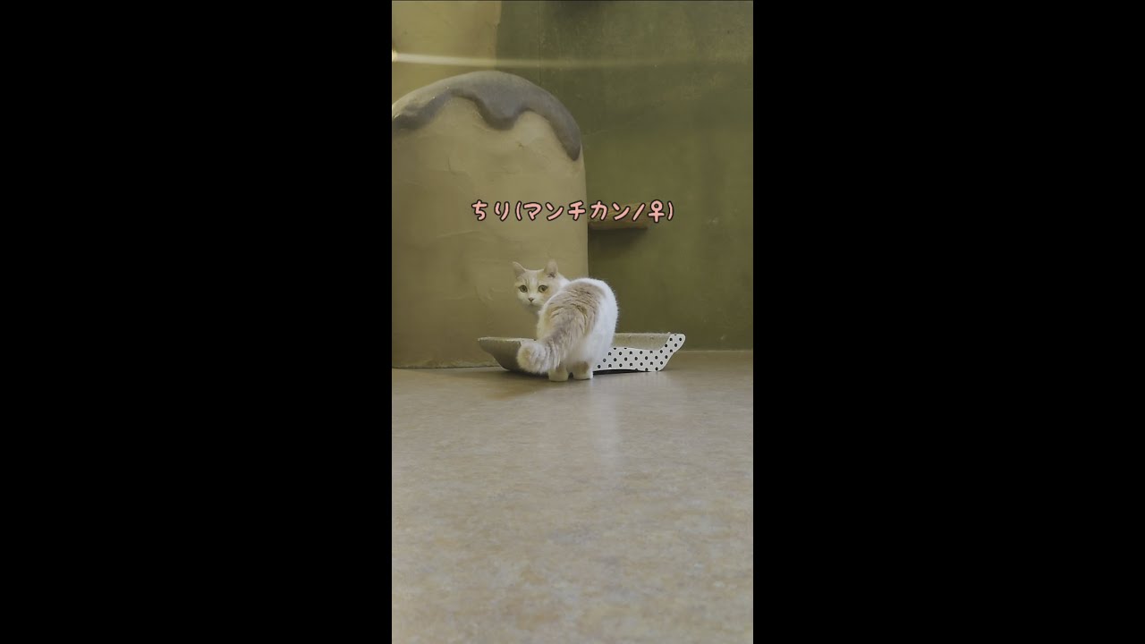 恥ずかしがり屋のマンチカン