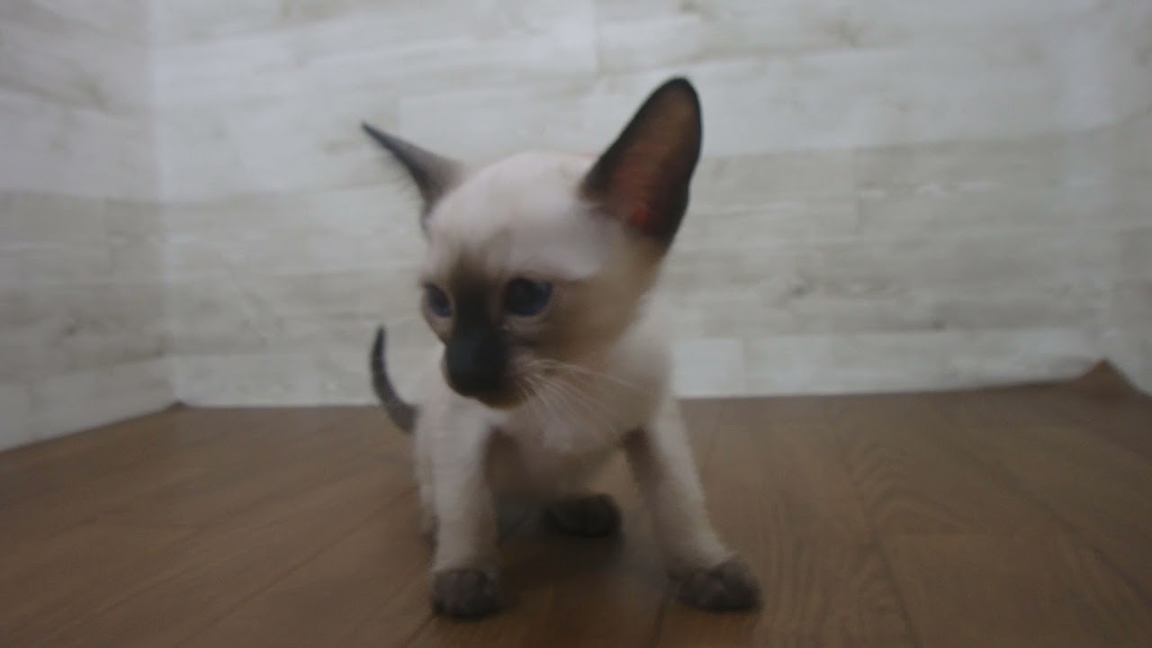 Coo&RIKU　No00562892 シャム