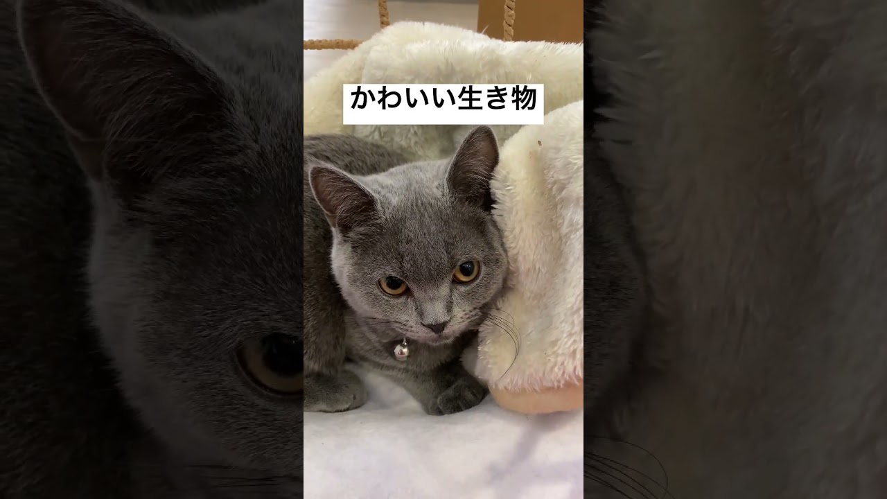 【ブリティッシュショートヘア】全身毛で覆われたまんまるでかわいい生き物【女の子です】#shorts #kucing #cat