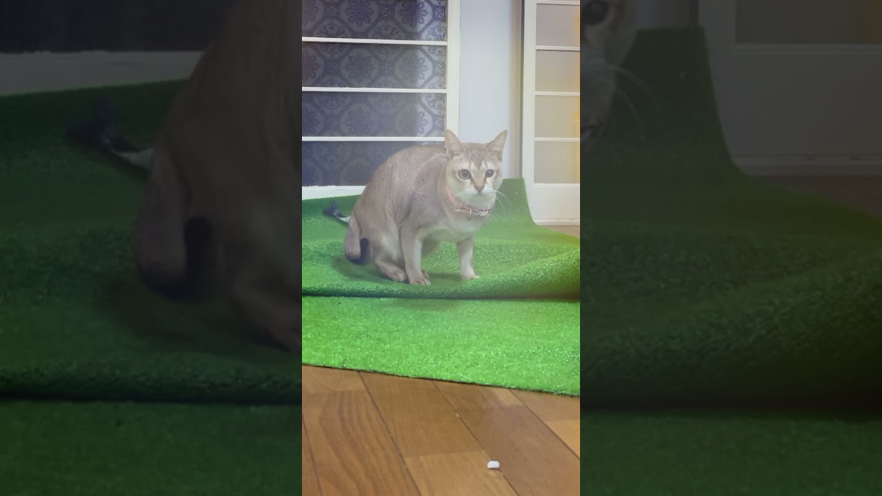 真顔でダンスをするシンガプーラ♪#Shorts