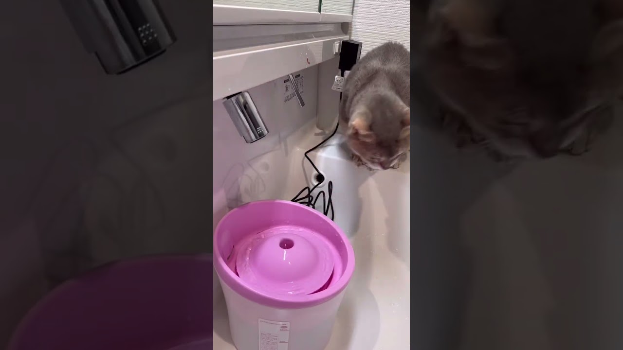 おばあちゃん猫のこだわり