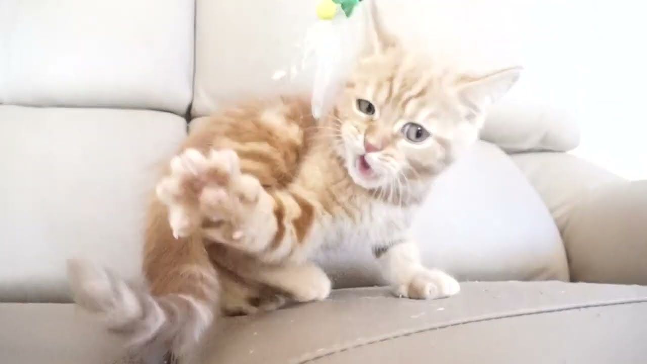 セルカークレックス子猫　2022.9.30産まれ 　レッドタビー　男の子　シーダキャット猫のお店　Selkirk Rex