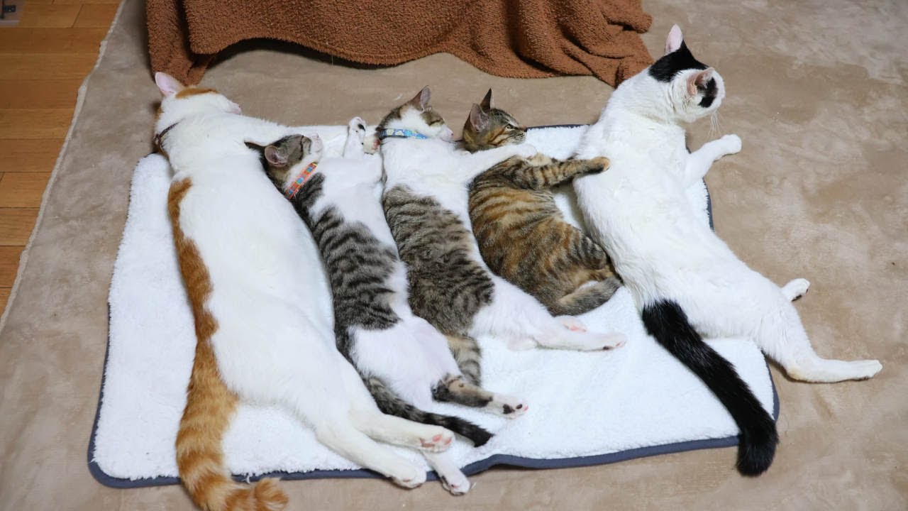 ちびちろこねこねんね　230102