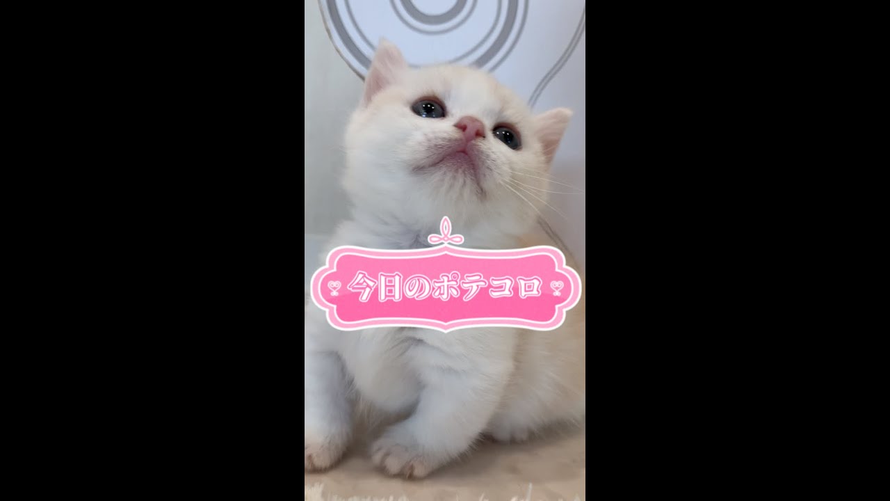 【今日もふ】マンチカンのポテコロ姫【2022年9月20日】